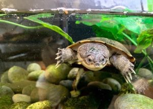 turtle in a tank