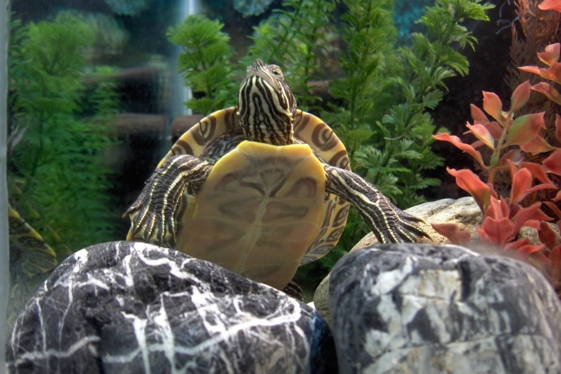 turtle in aquarium