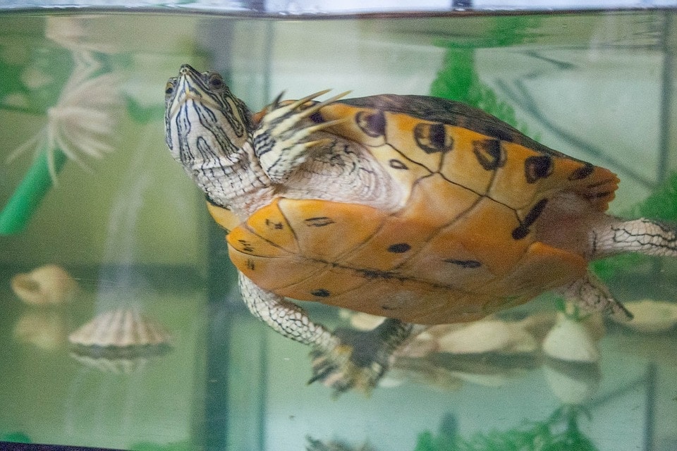 turtle inside tank