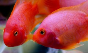 two blood parrot fish close up
