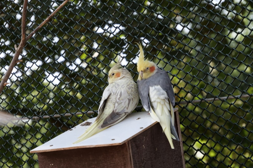 two cockatiel on top of bird house