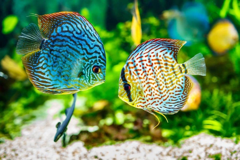 two colorful discus fish in tank