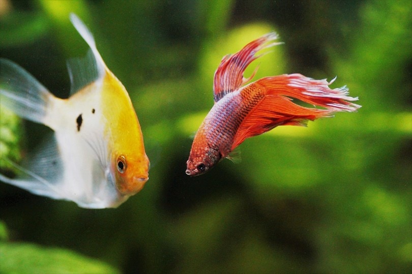 two fishes in tank