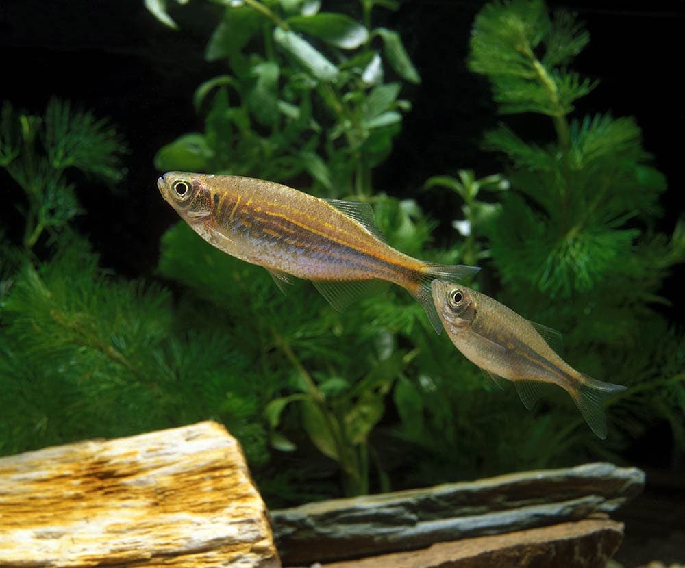 two Giant Danio fish