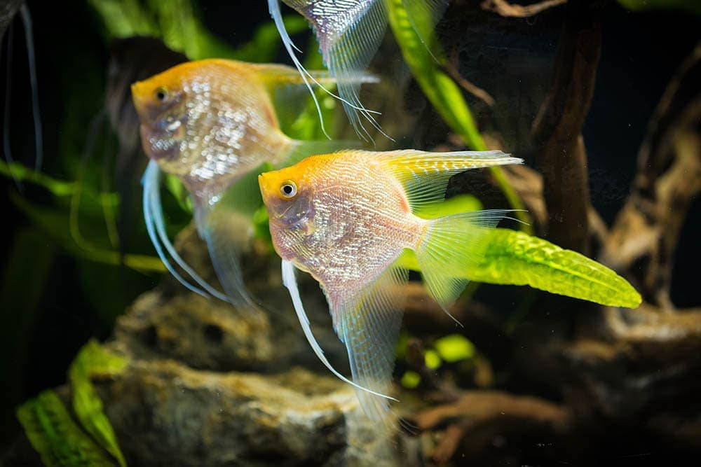 two gold angelfish