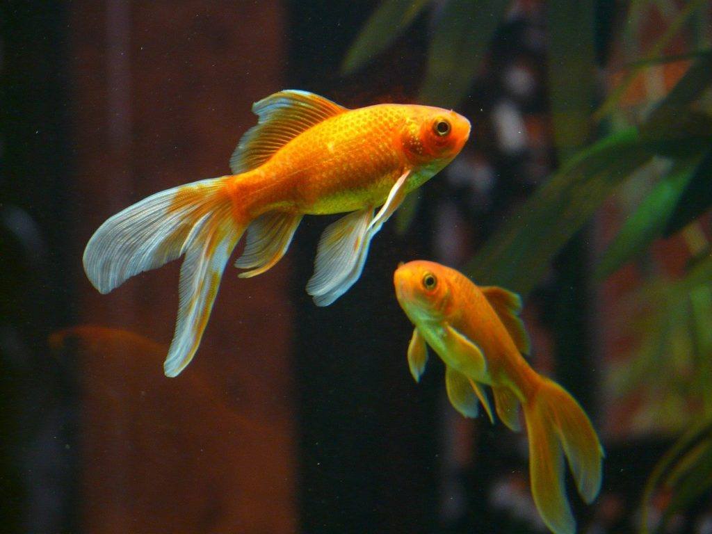 Goldfish pump best sale