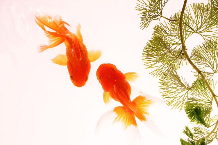 two goldfish view from above