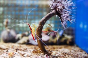 two shrimps inside the tank