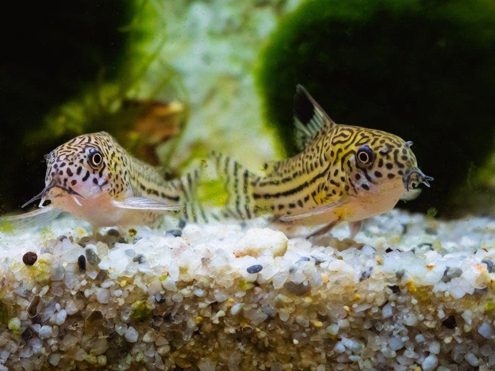 two spotted cory catfish in sandy rocks