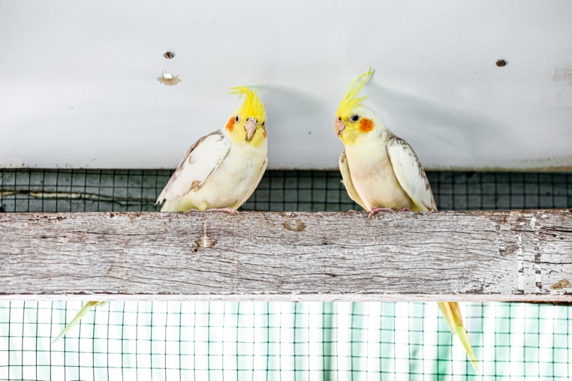 two young cocka tiels