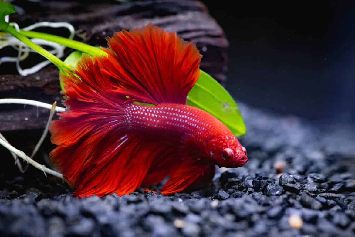 Close up of red betta fish swimming above black substrate