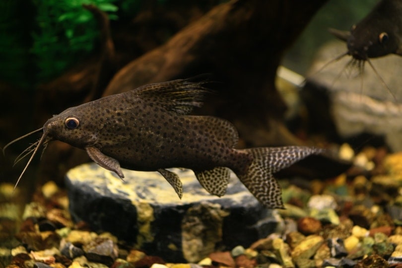 Upside down catfish care hotsell