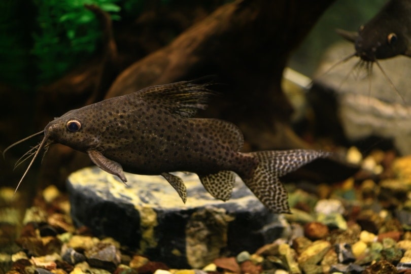 upside down catfish in aquarium