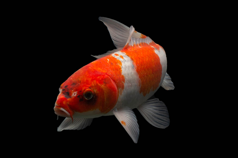 Utsuri Koi fish