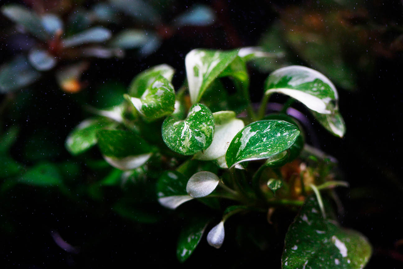 Variegated Anubias nana inside an aquarium