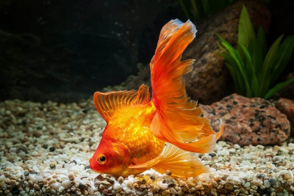 Veiltail Goldfish History, Pictures, Facts & More Hepper