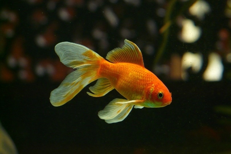 veiltail-goldfish-in-a-tank