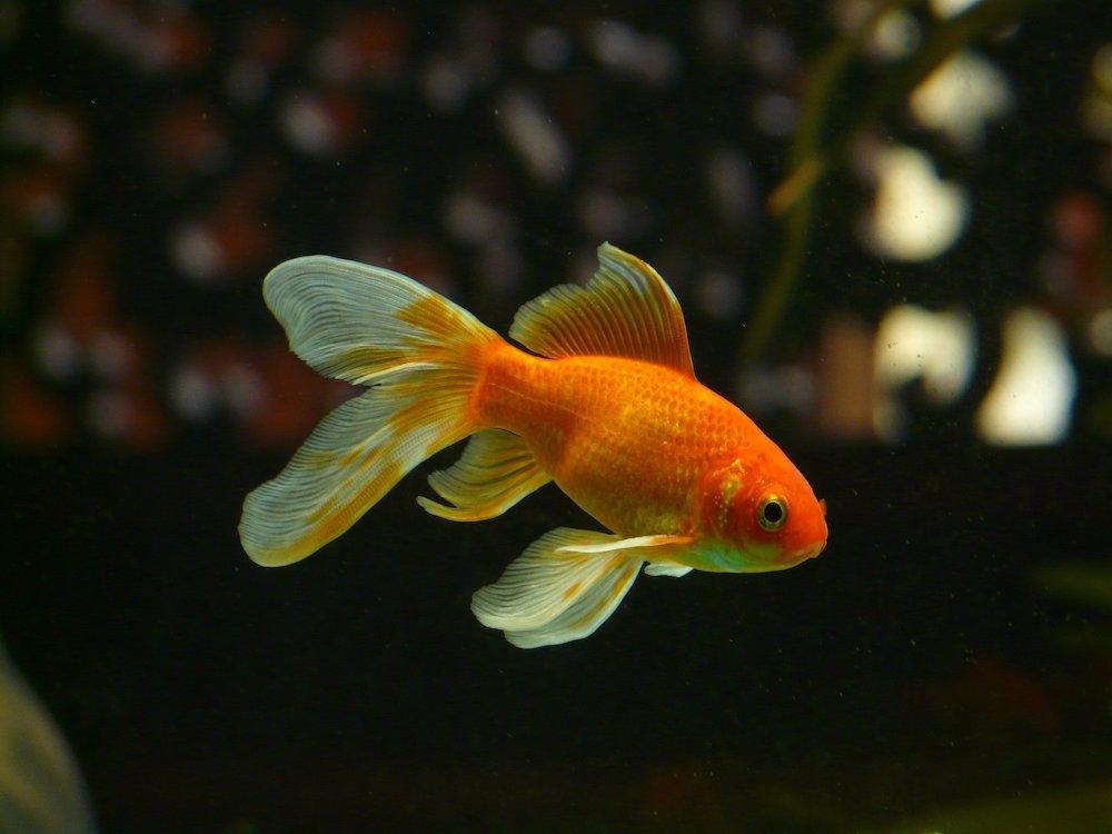 veiltail goldfish