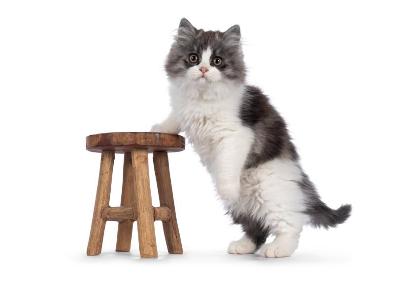 very cute blue with white Tailed Cymric cat