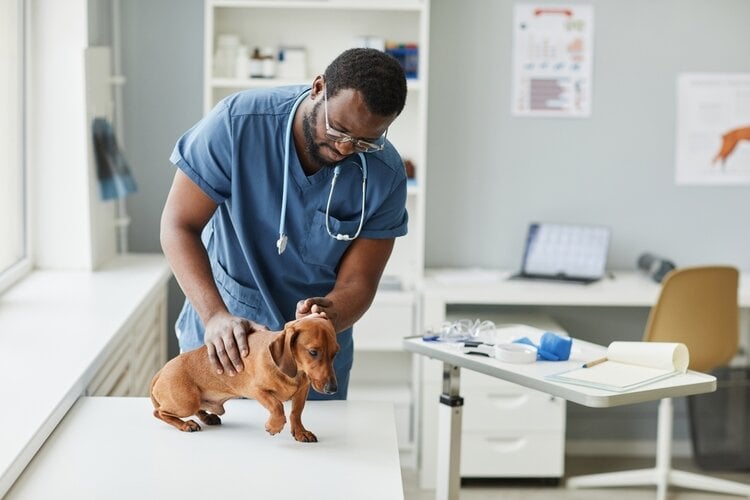 vet caring for dachshund