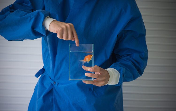 vet holding goldfish