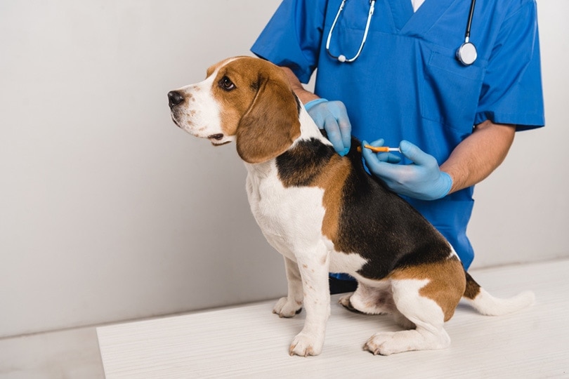 veterinarian microchipping beagle dog with syringe