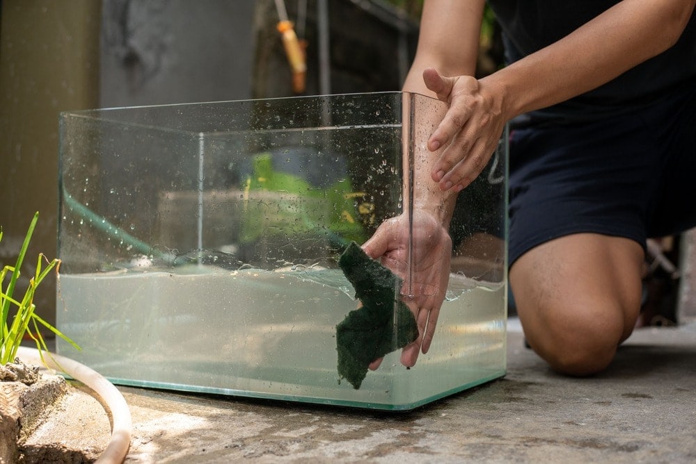 washing cleaning fish tank