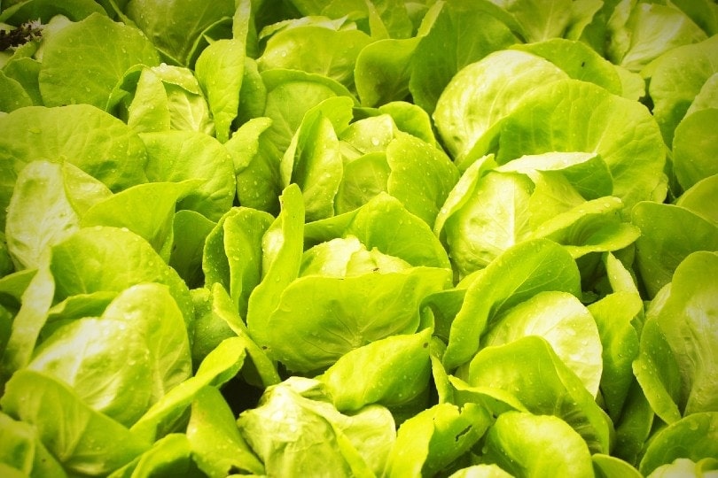 water lettuce