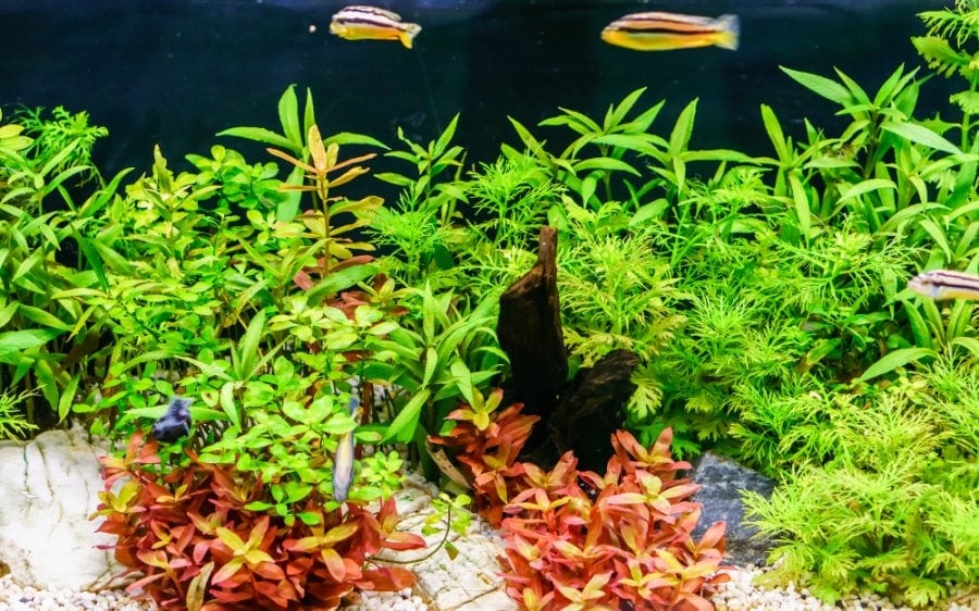 water wisteria Hygrophila difformis aquarium plant in tank