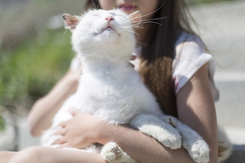 white cat purring white cat purring