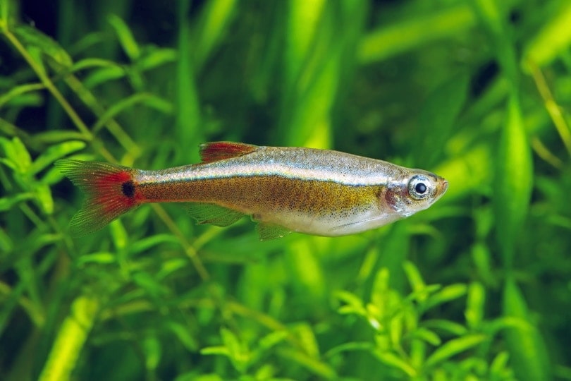 What Do Minnows Eat? Top Six Foods for Minnows - A-Z Animals