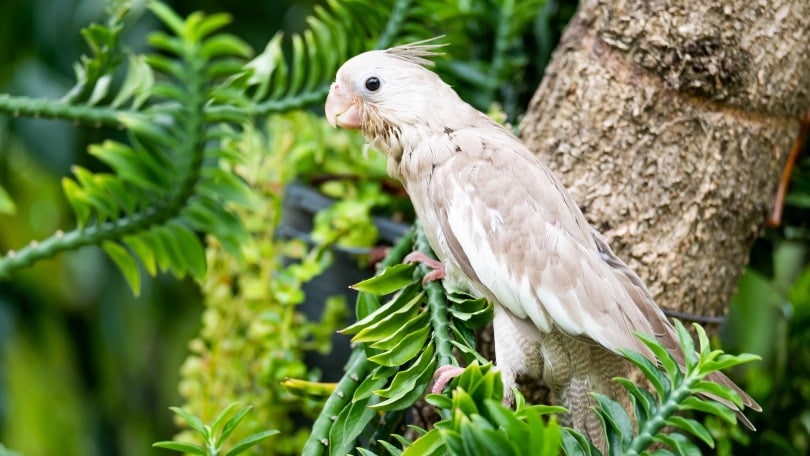white faced cockatiel on a tree