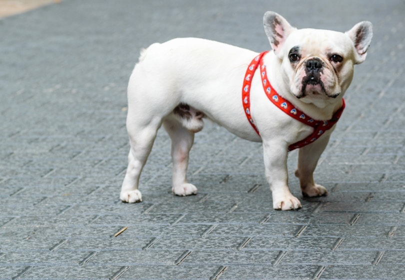 white french bulldog