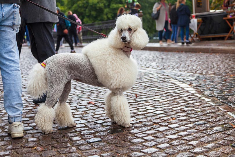 white standard poodle on a leash