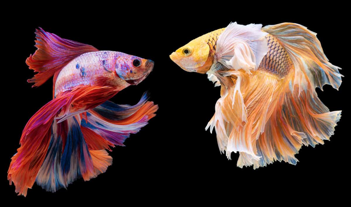 Hai con cá betta đối mặt với nhau, bị cô lập trên nền đen