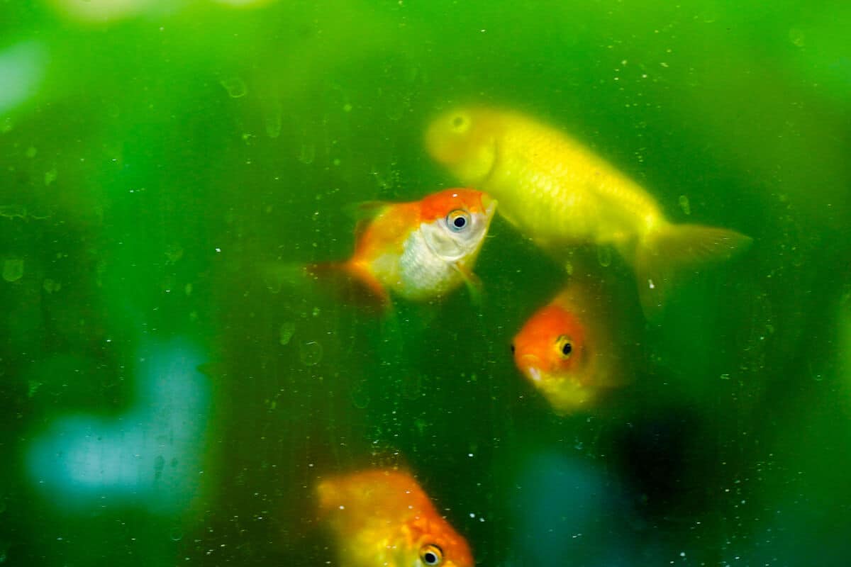 Goldfish swimming in an aquarium that looks algae filled and with cloudy water