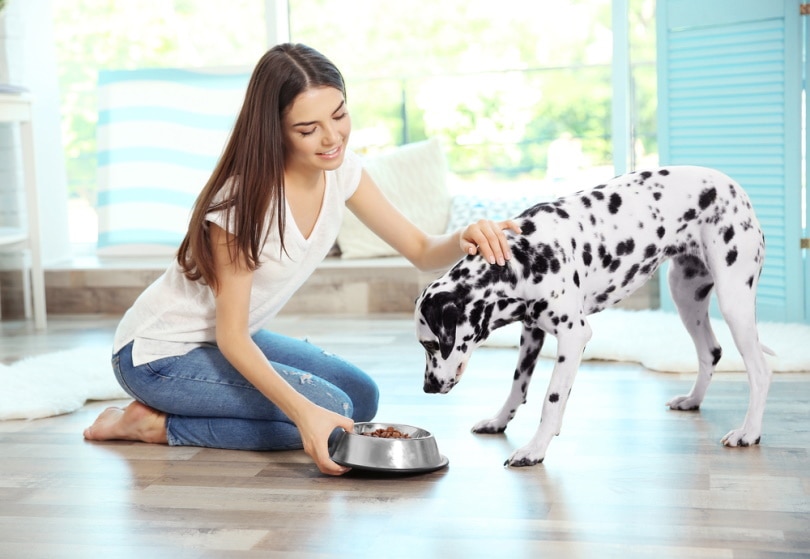 woman feeding her dalmatian dog