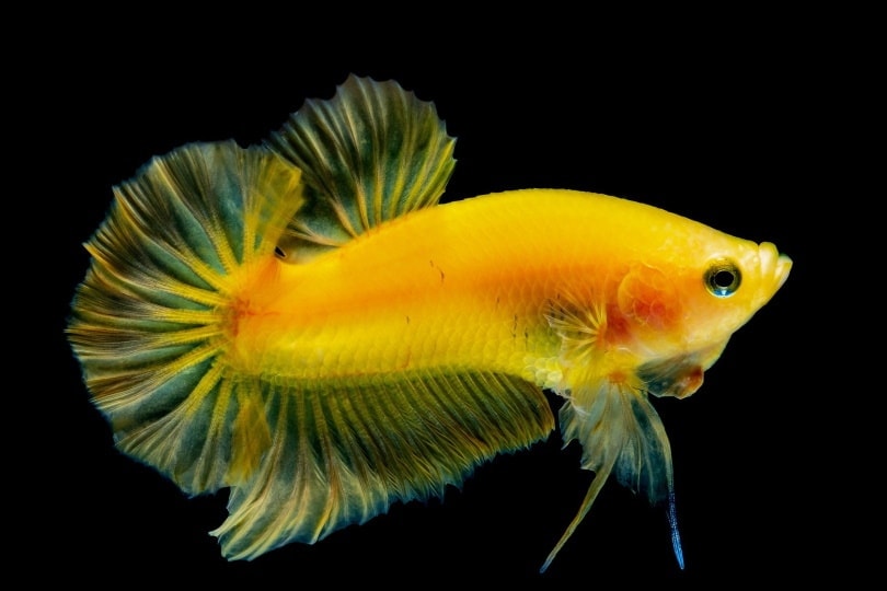 yellow betta fish