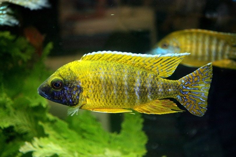 yellow peacock cichlids in aquarium