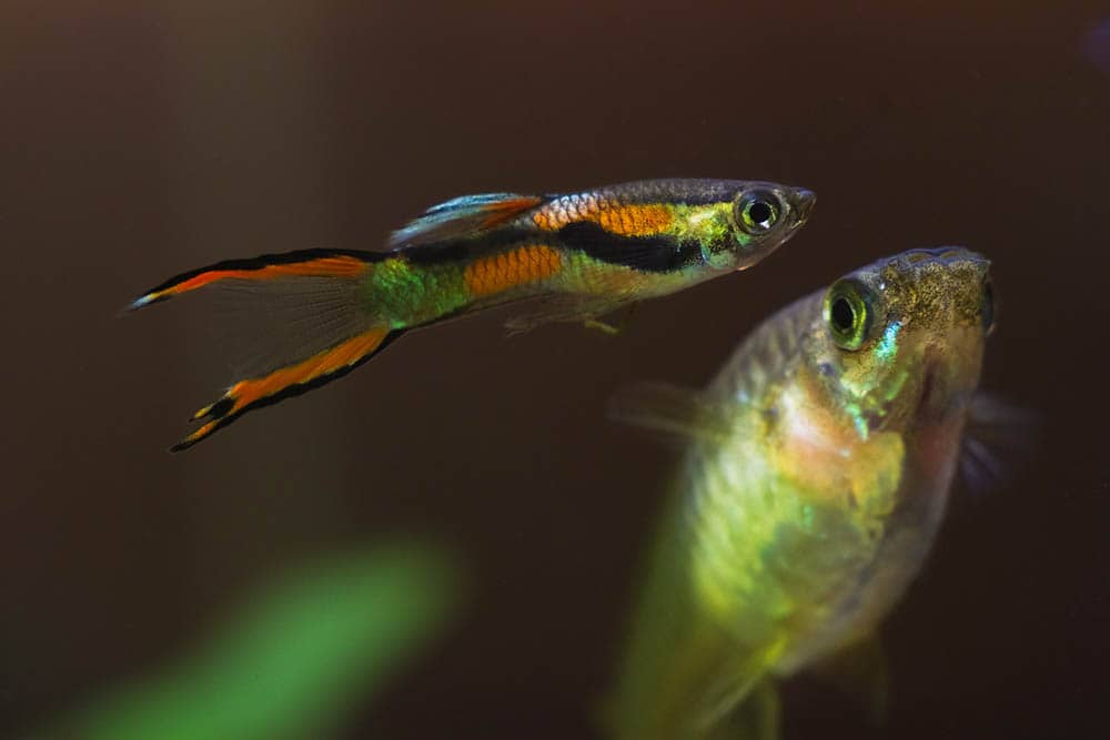 young and adult guppy