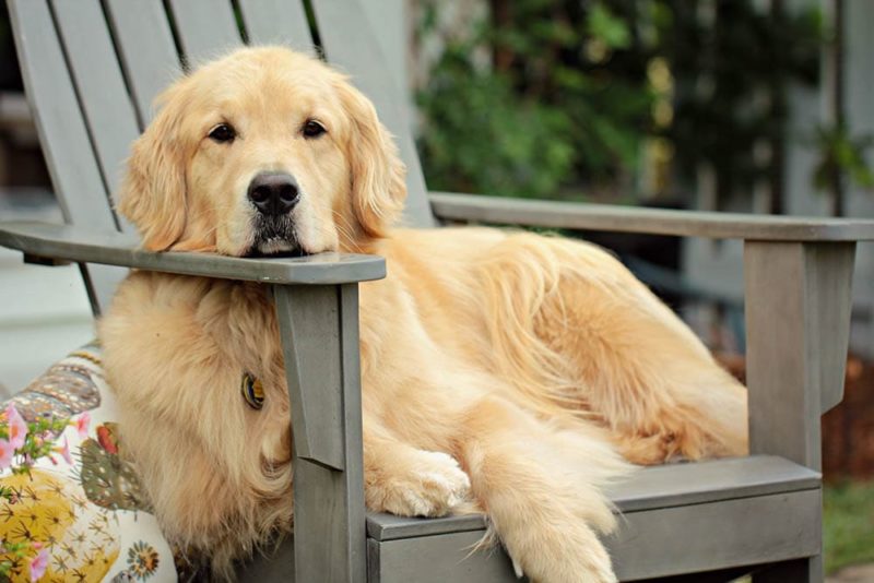 young golden retriever sitting on a wooden chair