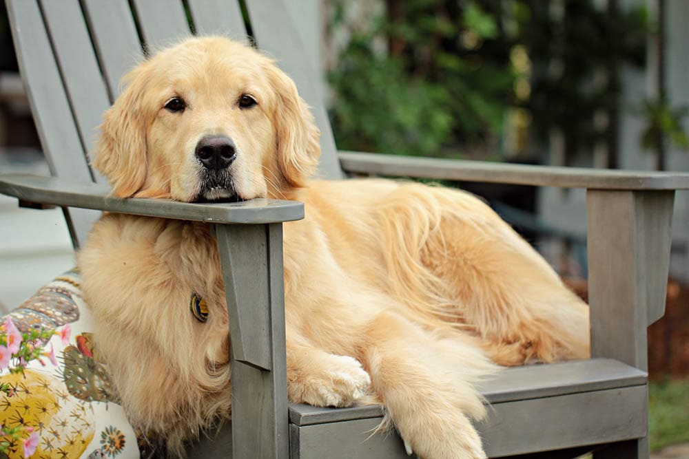 Long-haired Labrador: Info, Pictures, Traits & Facts | Hepper Long-haired Labrador: Info, Pictures, Traits & Facts | Hepper
