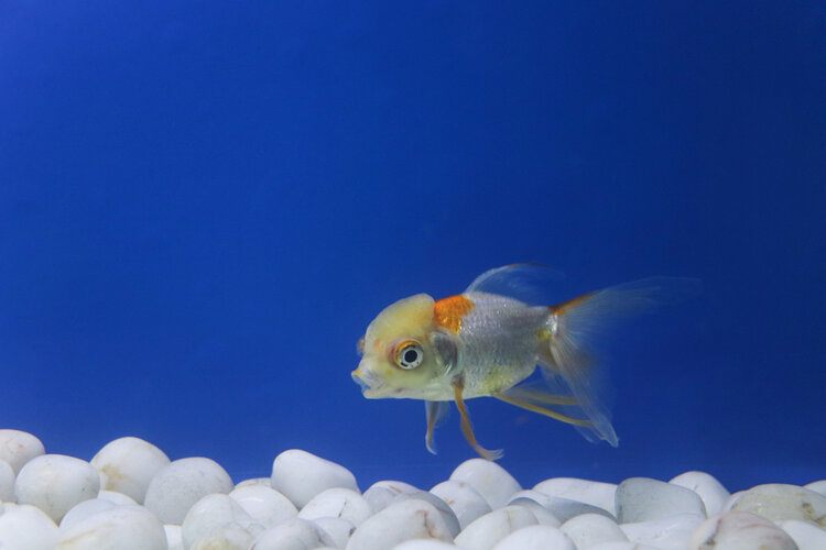 A Complete Detailed Goldfish Feeding Guide