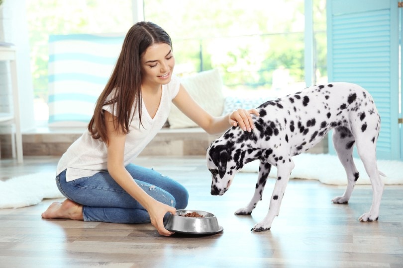 young woman feeding her pet dalmatian