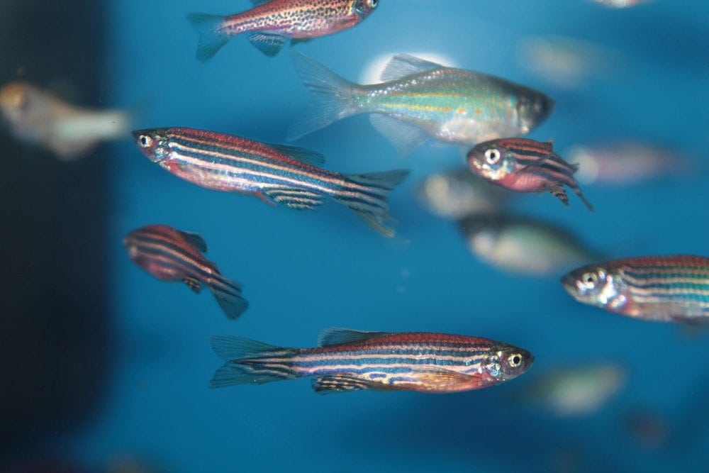 zebra fish denio