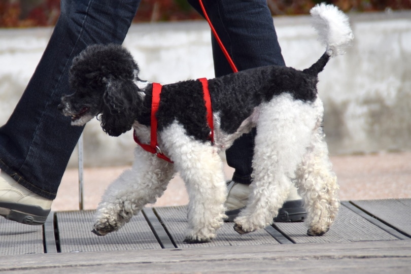 A Parti poodle on a leash