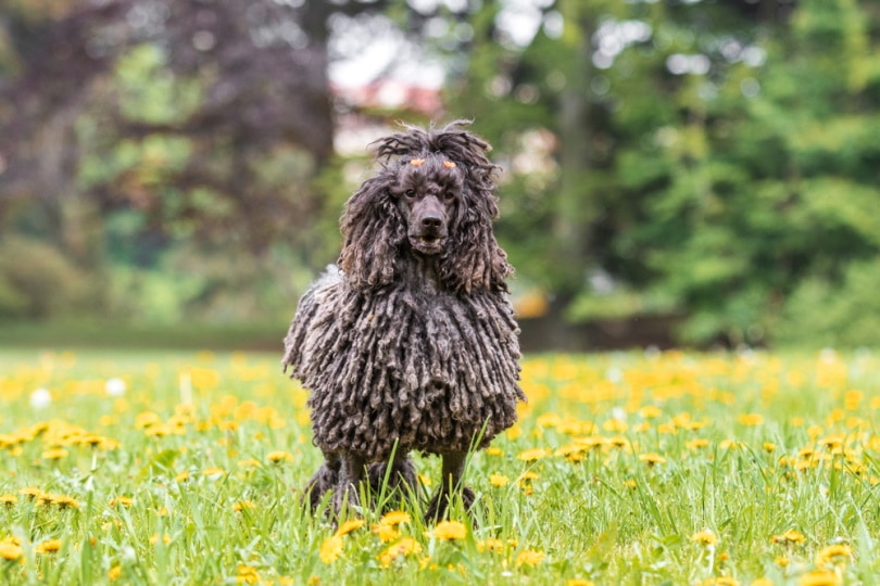 A black corded poodle standing in grass