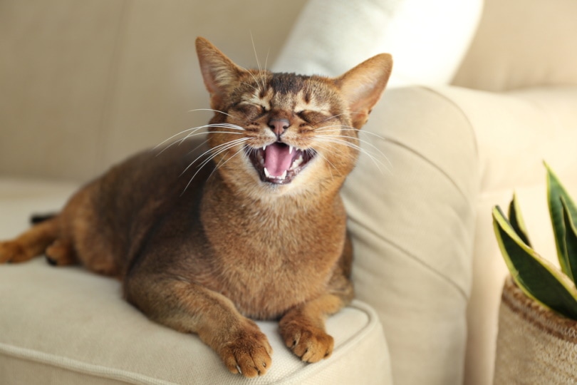 Abyssinian cat on sofa