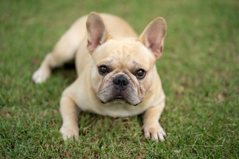 Adorable french bulldog lying down on green grass in a park