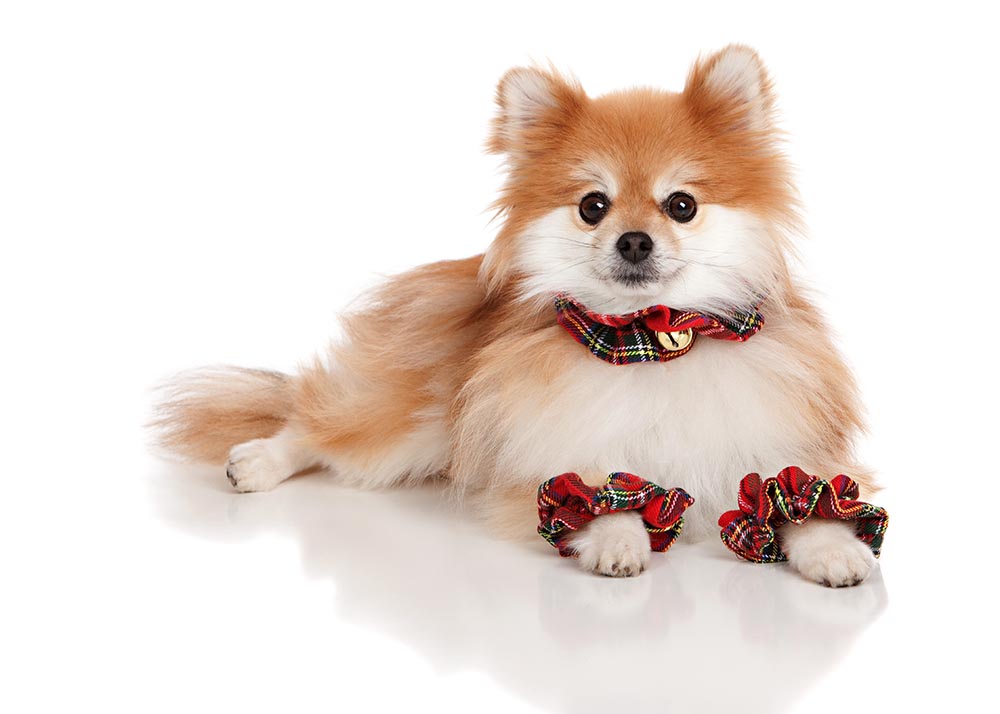 Adorable pomeranian dressed in Christmas scrunchies. Isolated on white
